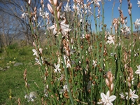 cantara Calatabiano18032012 041